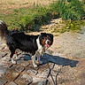 Tina participe au concours pour gagner de l'argent avec cette photo : dog, border_collie, black_white_tan, long_hair, standing, tongue_out, leash, outdoor, stream, water, rocks, stone_pavement, grass, weeds, dry_grass, trees, industrial_buildings, road_sign, sunny, urban_landscape