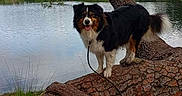 Tina a rejoint le concours — aidez-le/la à gagner de superbes lots ! dog, australian_shepherd, tricolor, pet, animal, outdoor, lake, lakeside, tree, tree_roots, pine_tree, nature, water, landscape, standing, happy, tongue_out, leash, portrait, park