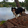 dog, australian_shepherd, tricolor, pet, animal, outdoor, lake, lakeside, tree, tree_roots, pine_tree, nature, water, landscape, standing, happy, tongue_out, leash, portrait, park