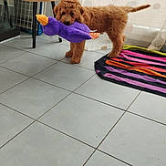 Aïko participe au concours pour gagner de l'argent avec cette photo : puppy, dog, indoor, tile_floor, plush_toy, purple_toy, brown_fur, plant, potted_plant, table, rug, striped_rug, curtains, window, natural_light, pet, cute, playful, fluffy, floor