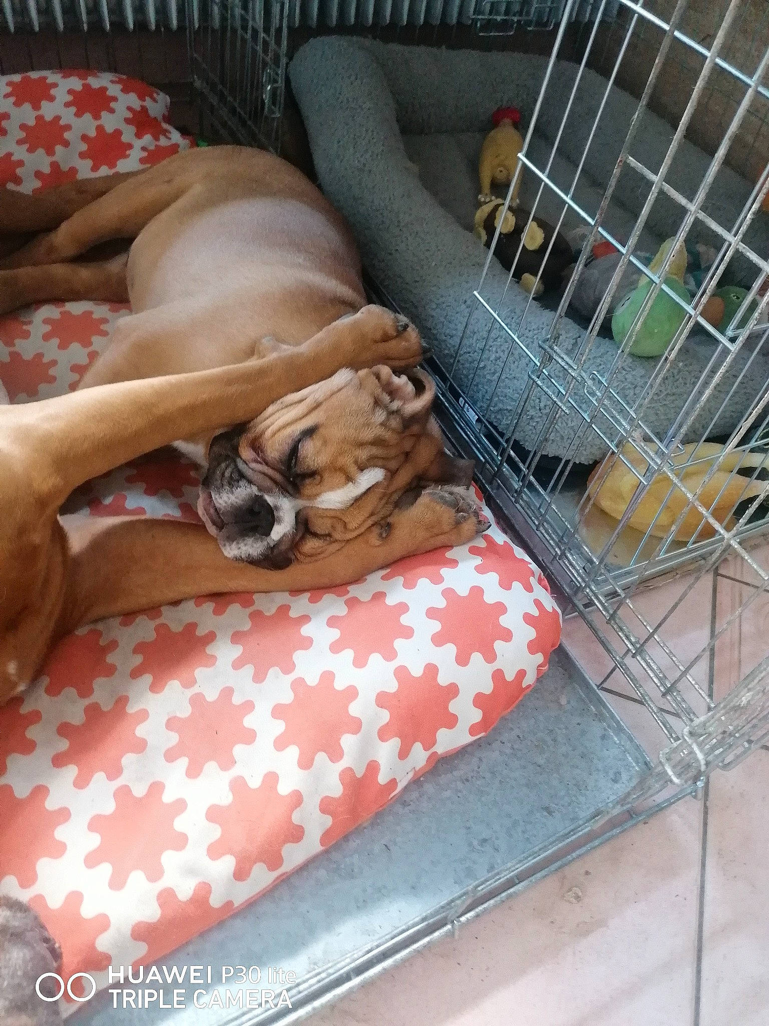 Raoul a rejoint le concours — aidez-le/la à gagner de superbes lots ! bag, canidae, carnivore, comfort, companion_dog, couch, dog, dog_bed, dog_breed, dog_crate, dog_supply, fawn, linens, mammal, pet_supply, snout, sporting_group, toy_dog, vertebrate, working_animal