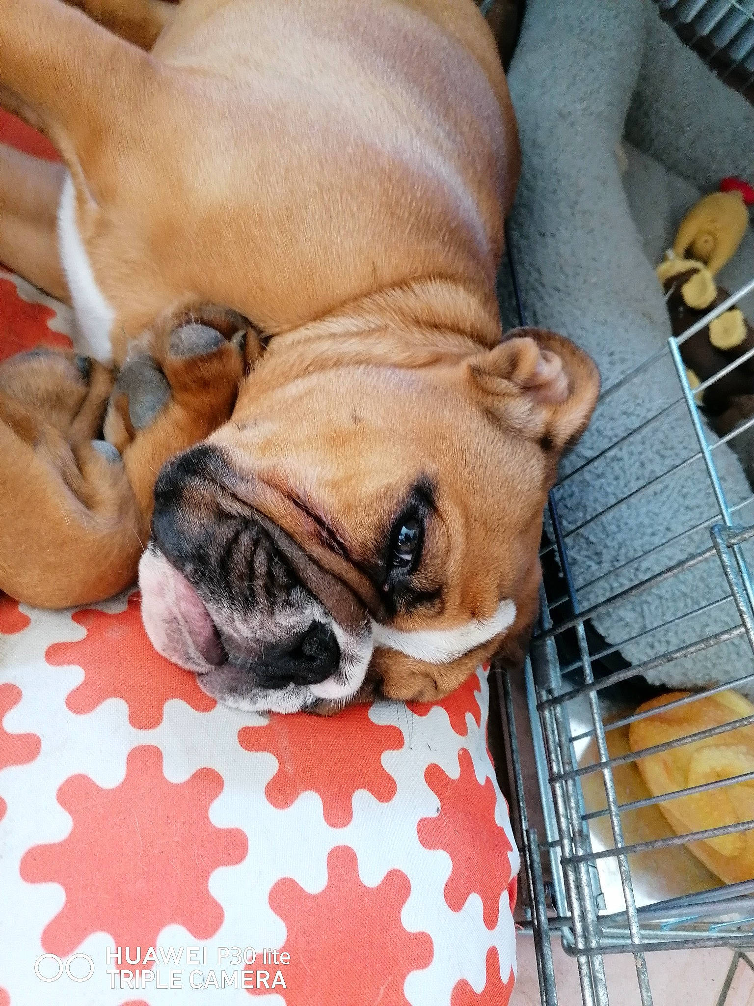 Raoul a rejoint le concours — aidez-le/la à gagner de superbes lots ! carnivore, comfort, companion_dog, dog, dog_bed, dog_breed, dog_supply, fawn, flooring, linens, nap, pet_supply, pug, puppy_love, snout, sporting_group, toy_dog, whiskers, working_animal, wrinkle