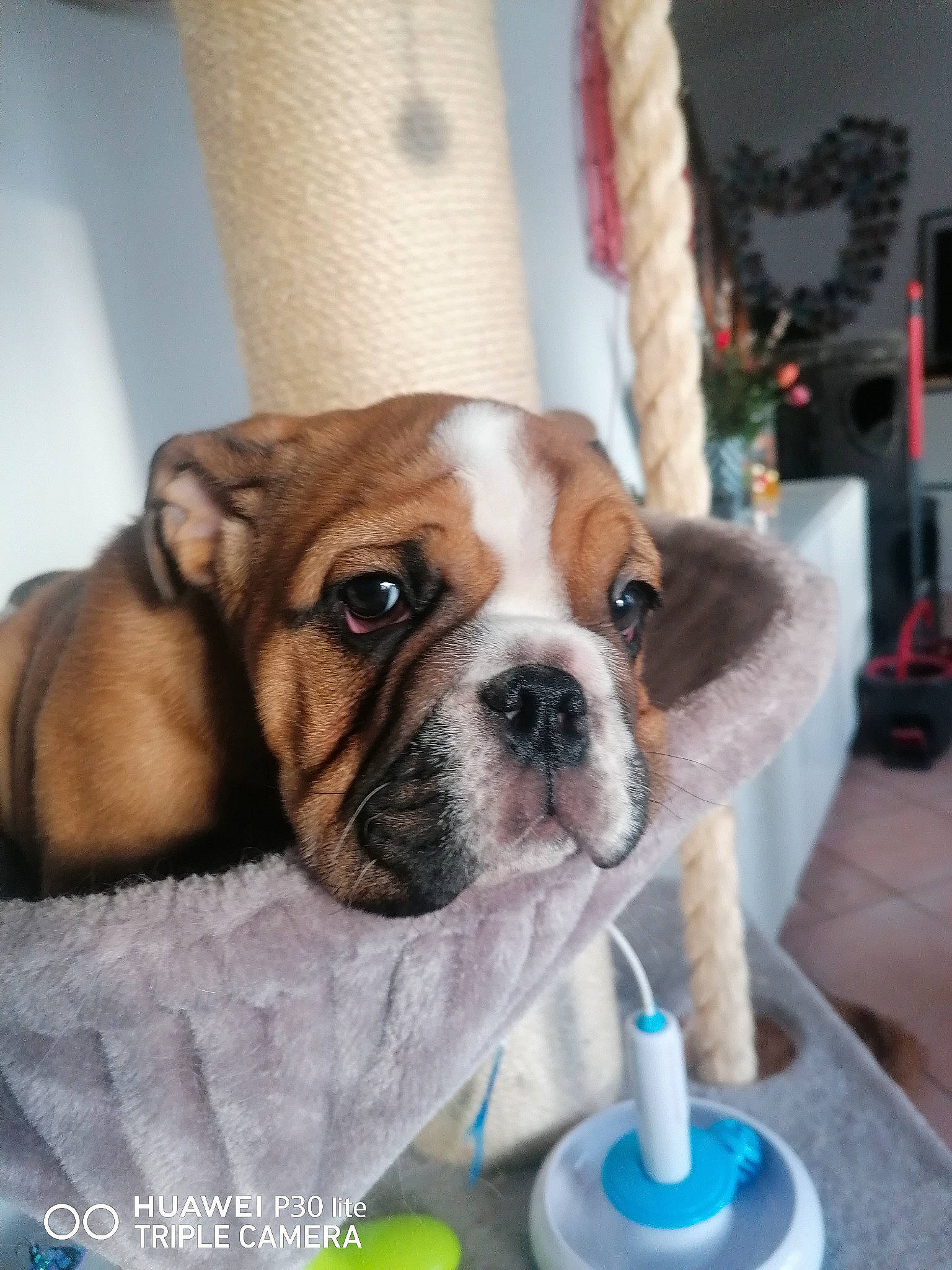 Raoul a rejoint le concours — aidez-le/la à gagner de superbes lots ! bulldog, canidae, carnivore, collar, companion_dog, dog, dog_breed, dog_collar, dog_supply, fawn, fur, non_sporting_group, pet_supply, puppy, snout, sporting_group, toy_dog, working_animal, working_dog, wrinkle