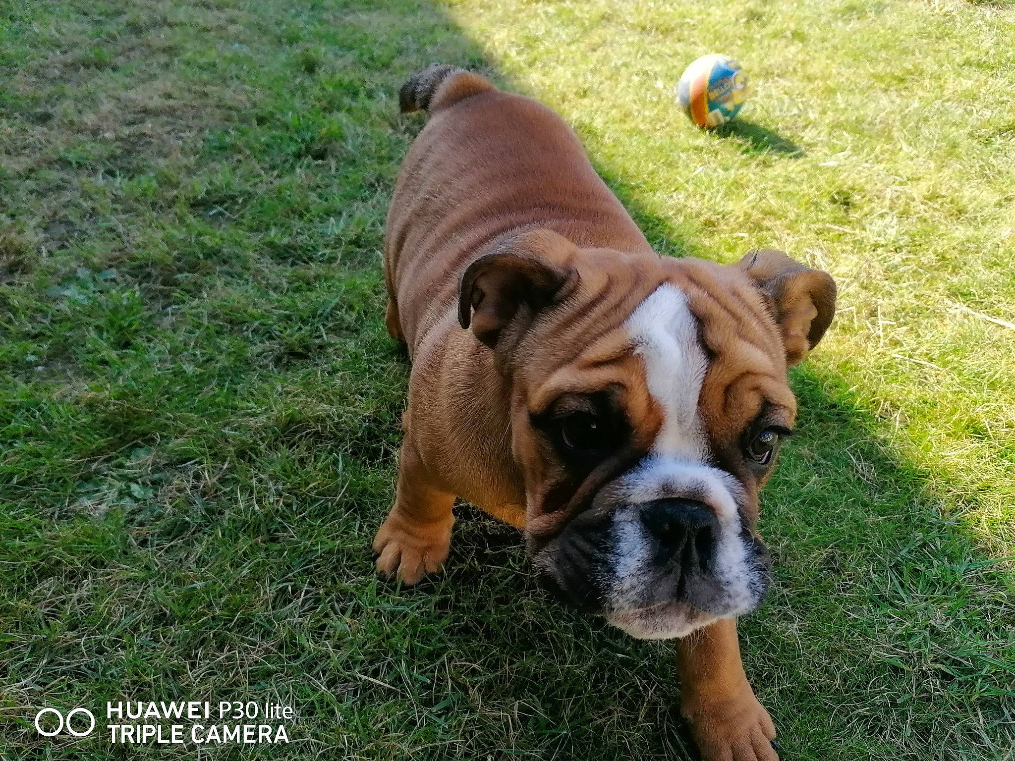 Raoul a rejoint le concours — aidez-le/la à gagner de superbes lots ! ancient_dog_breeds, australian_bulldog, bulldog, canidae, carnivore, companion_dog, dog, dog_breed, fawn, grass, molosser, plant, snout, sporting_group, terrestrial_animal, toy_dog, white_english_bulldog, working_animal, working_dog, wrinkle
