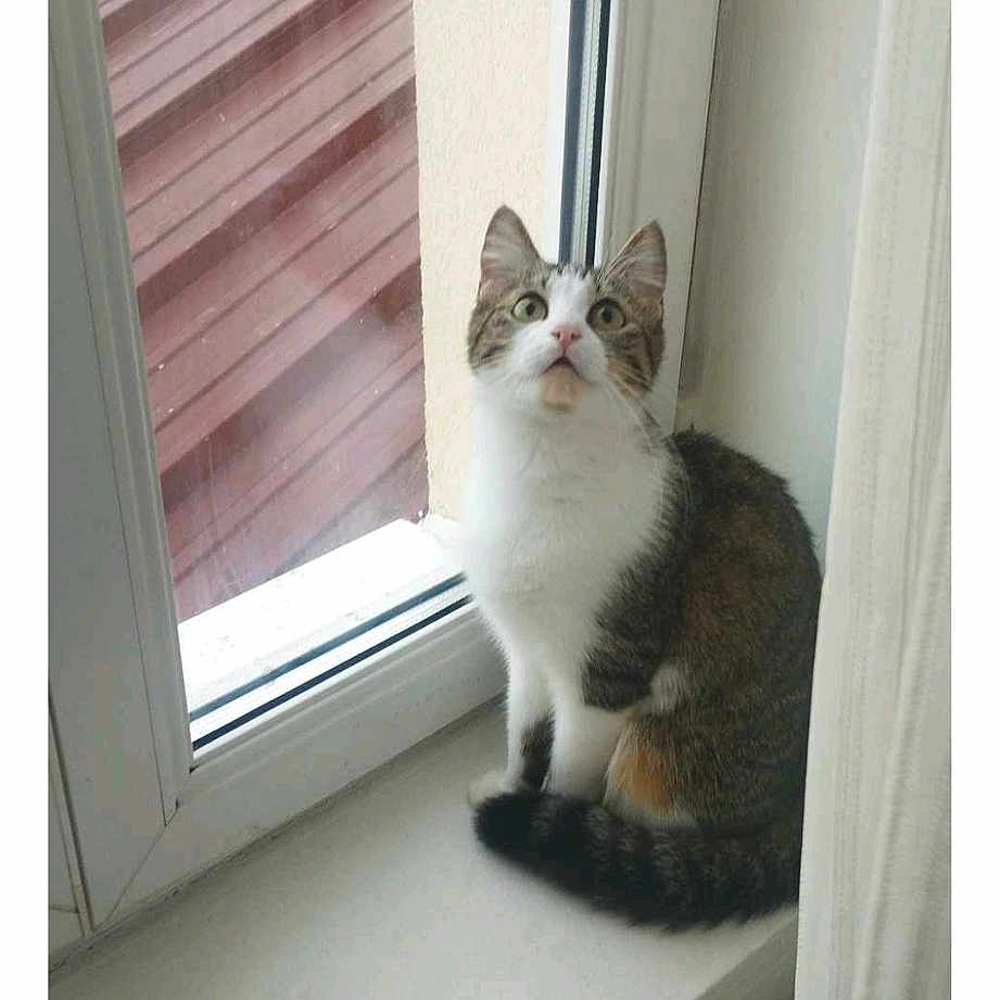 Alaya