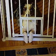 Winter is registered to the contest to win money with this photo: animal, baby_gate, barrier, brown_white, closeup, companion, curious, dog, domestic, fence, fluffy, home, indoor, looking, paws, pet, resting, tiles, waiting, wood_floor