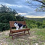 animal, bench, canine, cat, furniture, grass, indoors, interiordesign, nature, outdoors, park, person, pet, plant, scenery, sitting, soil, tree, vegetation, wood