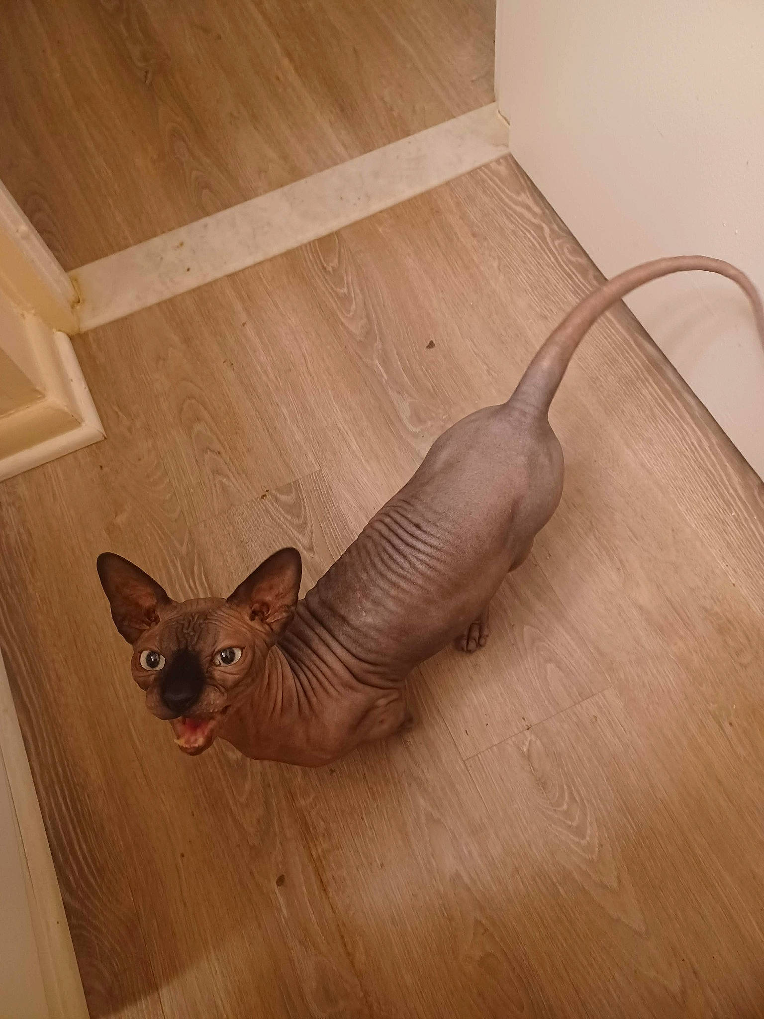 Hei Hei joined the competition — help win amazing prizes! art, canidae, carnivore, cat, fawn, felidae, flooring, hardwood, liver, metal, sculpture, small_to_medium_sized_cats, snout, tail, terrestrial_animal, whiskers, wing, wood, wood_flooring, wood_stain