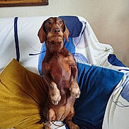 Plume a rejoint le concours — aidez-le/la à gagner de superbes lots ! dog, dachshund, pet, brown_dog, couch, pillows, indoor, furniture, canine, animal, home, seated, looking, ears, fur, snout, legs, cute, alert, companion