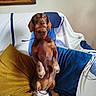 dog, dachshund, pet, brown_dog, couch, pillows, indoor, furniture, canine, animal, home, seated, looking, ears, fur, snout, legs, cute, alert, companion