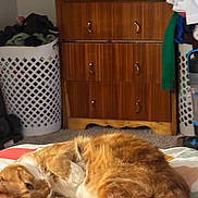 Waffle joined the competition — help win amazing prizes! cat, orange_cat, sleeping, bed, blanket, furniture, dresser, laundry_basket, indoor, cozy, pet, fur, resting, home, carpet, relaxing, domestic, cute, animal, whiskers