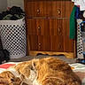 animal, bed, blanket, carpet, cat, cozy, cute, domestic, dresser, fur, furniture, home, indoor, laundry_basket, orange_cat, pet, relaxing, resting, sleeping, whiskers
