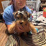 Stormy is registered to the contest to win money with this photo: person, dog, indoor, blue_shirt, brown_hair, small_dog, bow, hands, furniture, water_bottle, blanket, wooden_floor, bracelet, table, curtains, pet, puppy, face, holding, home