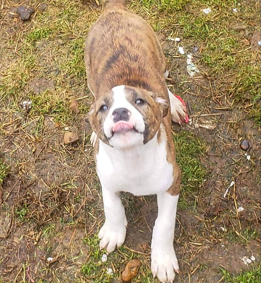 Daytona joined the competition — help win amazing prizes! ancient_dog_breeds, bulldog, canidae, carnivore, companion_dog, dog, dog_breed, dog_collar, fawn, grass, molosser, non_sporting_group, plant, soil, sporting_group, terrestrial_animal, whiskers, working_animal, working_dog, wrinkle