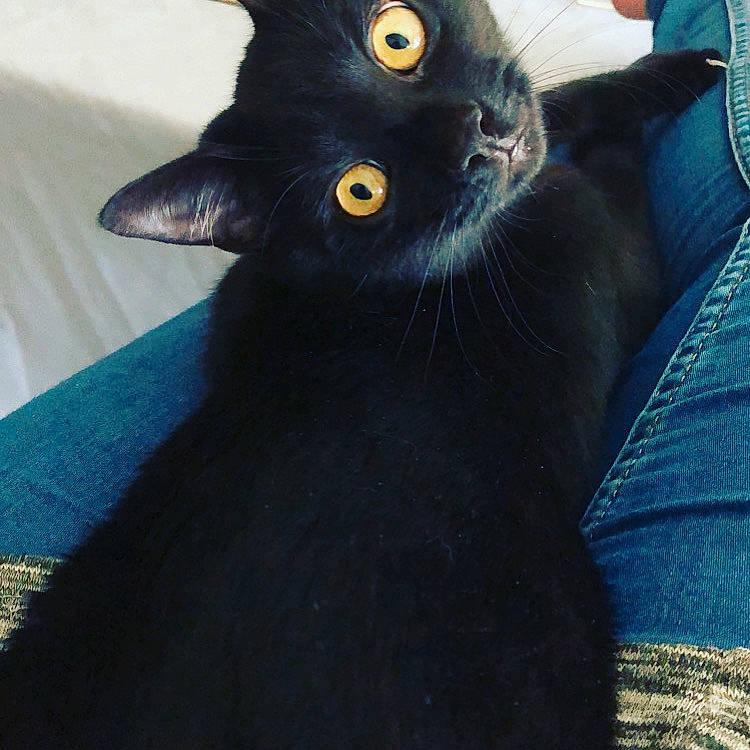 Stitch participe au concours pour gagner de l'argent avec cette photo : asian, black, black_cat, bombay, carnivore, cat, domestic_short_haired_cat, felidae, fur, kitten, korat, mammal, sky, small_to_medium_sized_cats, tail, vertebrate, whiskers