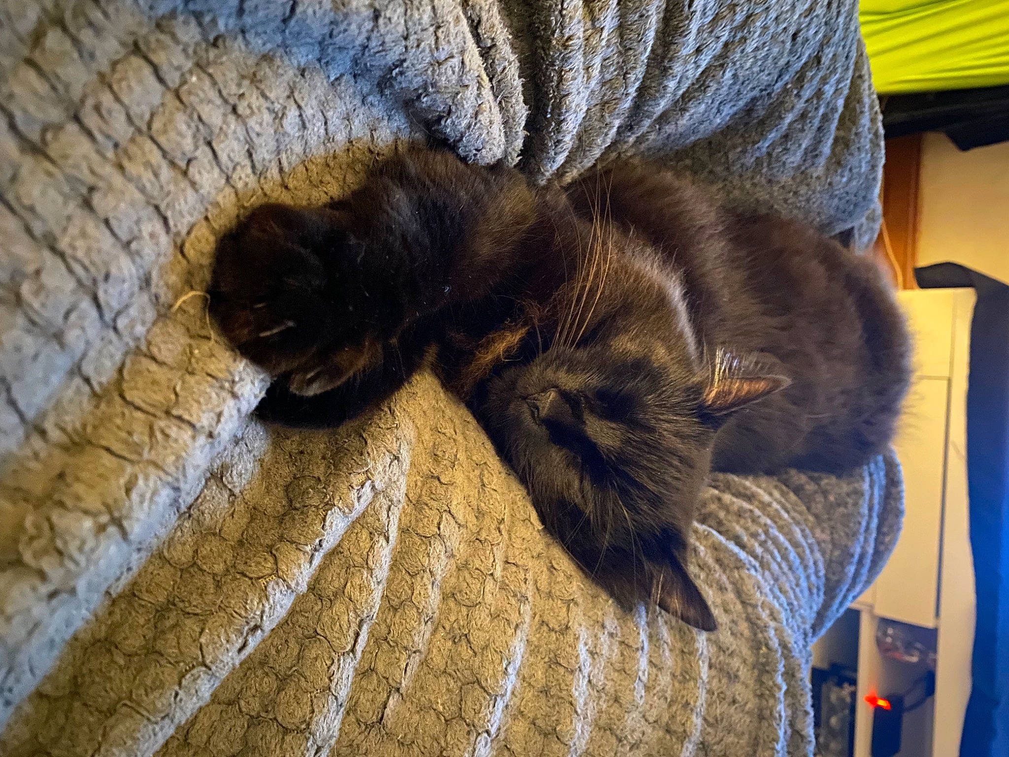 Rocket participe au concours pour gagner de l'argent avec cette photo : brown, carnivore, cat, claw, comfort, dog_breed, electric_blue, felidae, flooring, fur, hardwood, liver, nap, natural_material, small_to_medium_sized_cats, sporting_group, tail, terrestrial_animal, vertebrate, wood