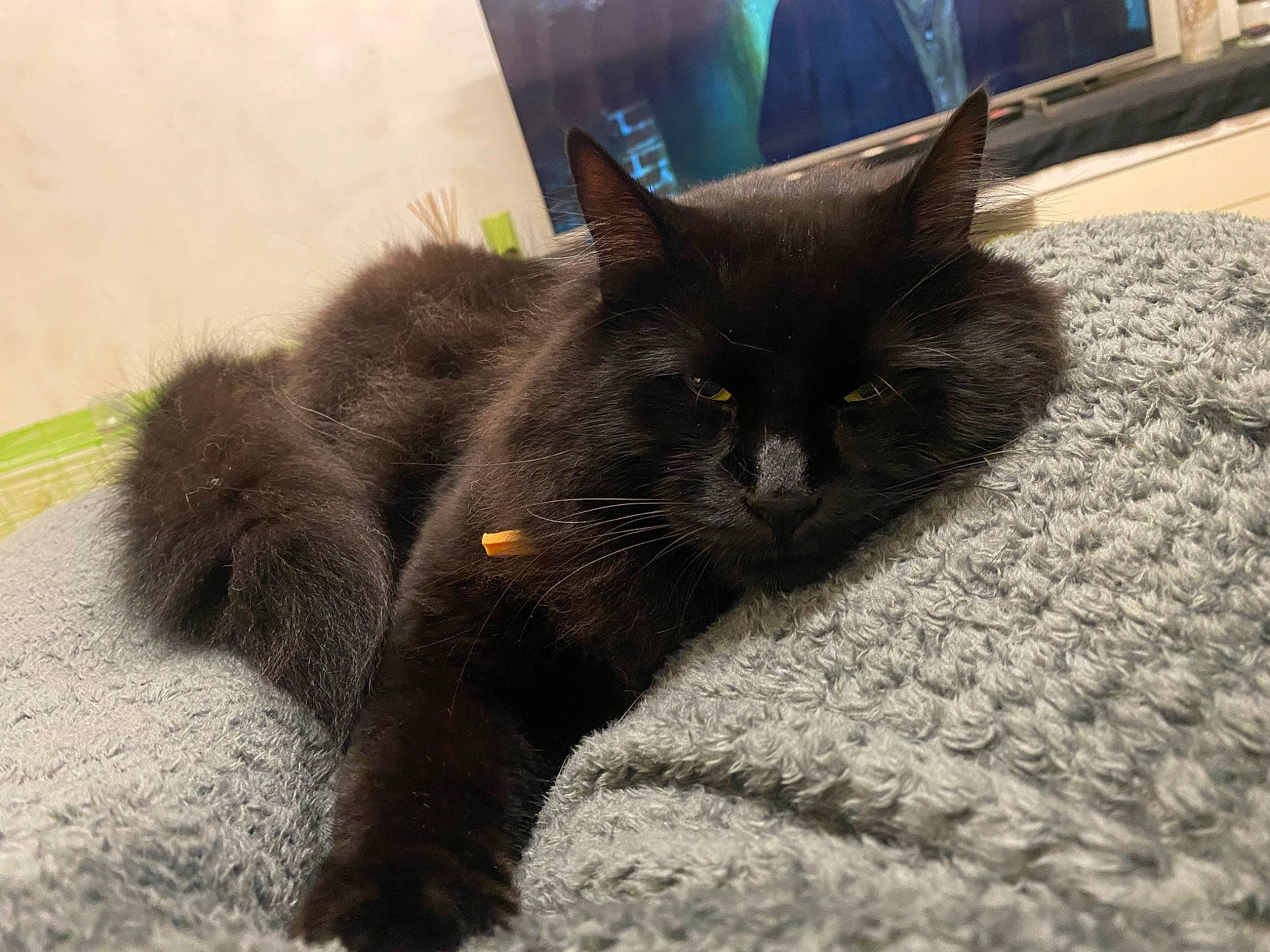 Rocket a rejoint le concours — aidez-le/la à gagner de superbes lots ! black_cat, bombay, carnivore, cat, claw, domestic_short_haired_cat, felidae, flooring, fur, grass, paw, road_surface, shadow, small_to_medium_sized_cats, soil, tail, terrestrial_animal, whiskers, window