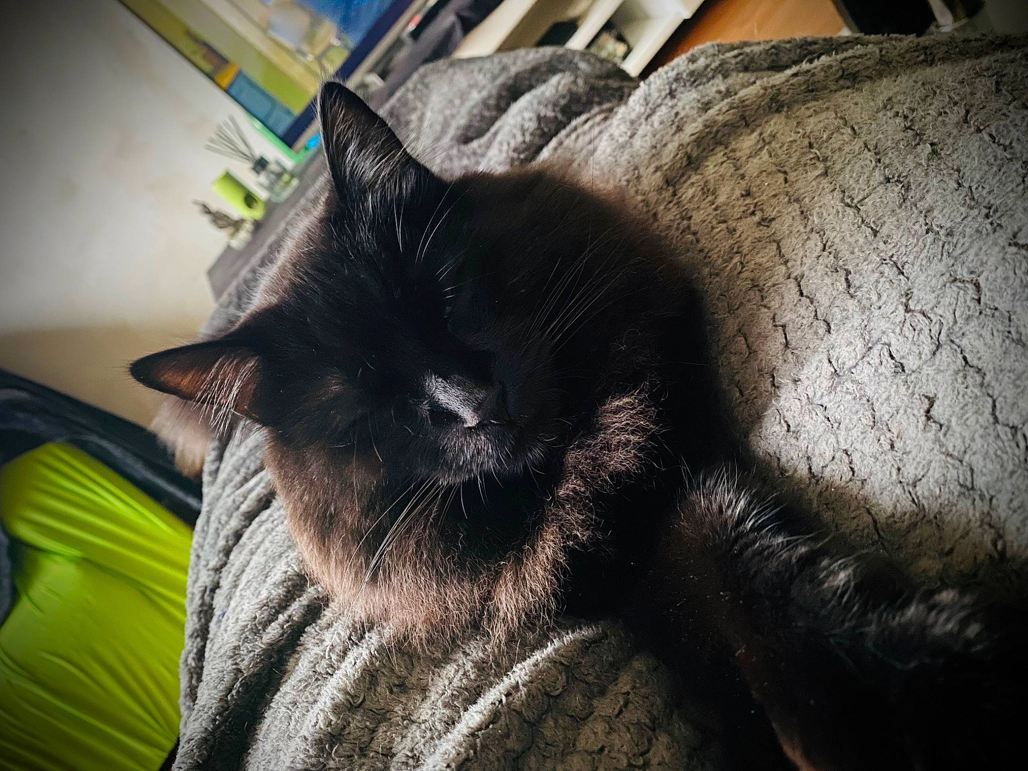 Rocket participe au concours pour gagner de l'argent avec cette photo : black_cat, carnivore, cat, claw, comfort, domestic_short_haired_cat, felidae, fur, gesture, grey, human_leg, linens, nap, paw, sleep, small_to_medium_sized_cats, snout, tail, thigh, whiskers