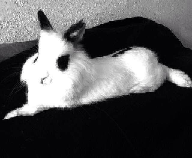 Nemo participe au concours pour gagner de l'argent avec cette photo : black, black_and_white, cat, domestic_rabbit, ear, felidae, monochrome, monochrome_photography, rabbit, rabbits_and_hares, snout, style, tail, whiskers, white