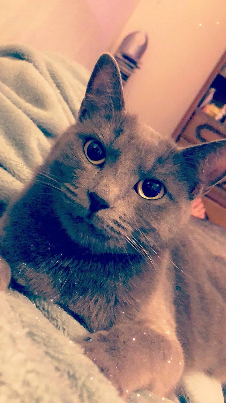 Pepsi a rejoint le concours — aidez-le/la à gagner de superbes lots ! aegean_cat, asian, carnivore, cat, domestic_short_haired_cat, european_shorthair, eye, felidae, fur, kitten, mammal, nebelung, ojos_azules, russian_blue, small_to_medium_sized_cats, snout, whiskers