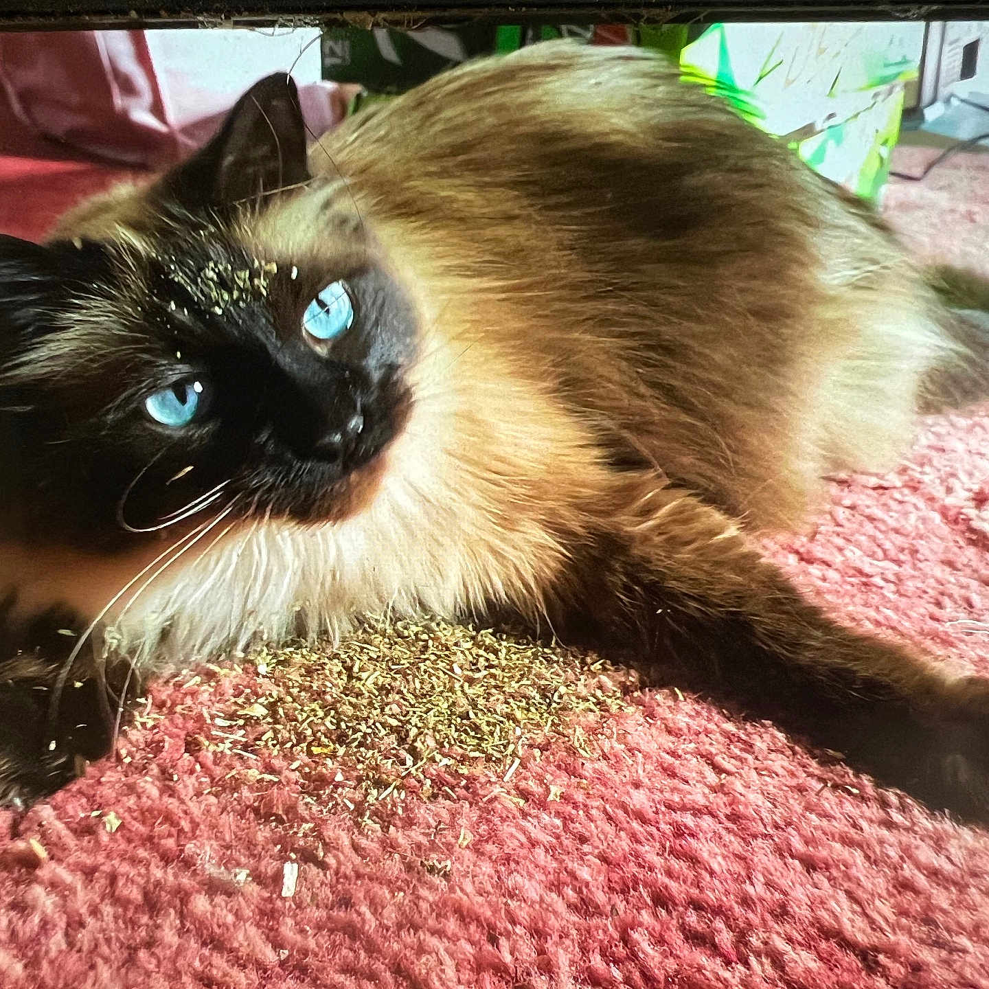 Repo is registered to the contest to win money with this photo: animal, blue_eyes, carpet, cat, catnip, close_up, cute, domestic, feline, fluffy, fur, indoor, laying_down, mischievous, pet, pink, playful, relaxed, siamese, whiskers