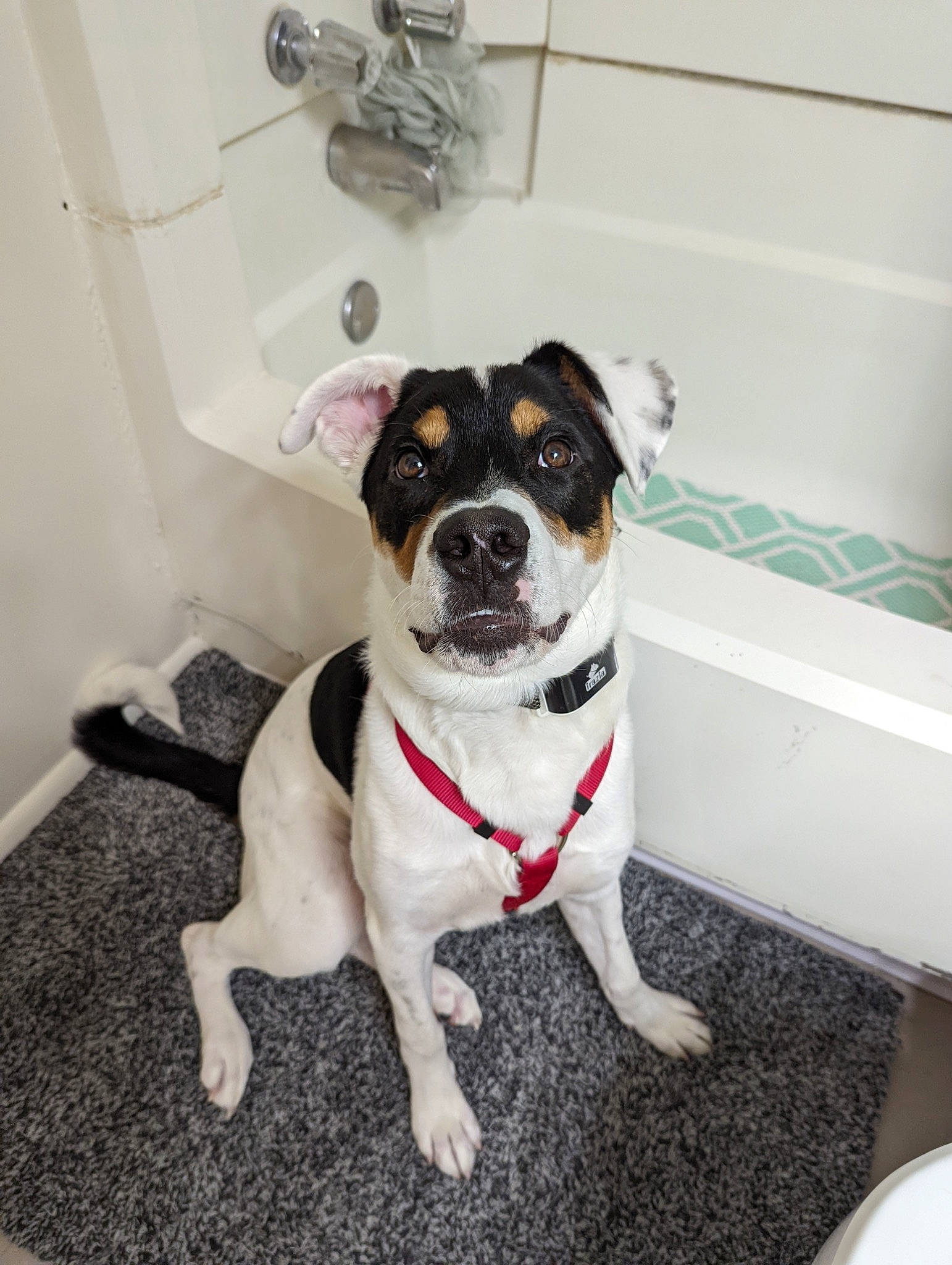 Oreo joined the competition — help win amazing prizes! canidae, carnivore, collar, companion_dog, dog, dog_breed, dog_clothes, dog_collar, dog_supply, door, flooring, leash, non_sporting_group, pet_supply, sporting_group, terrier, toy_dog, working_animal, working_dog