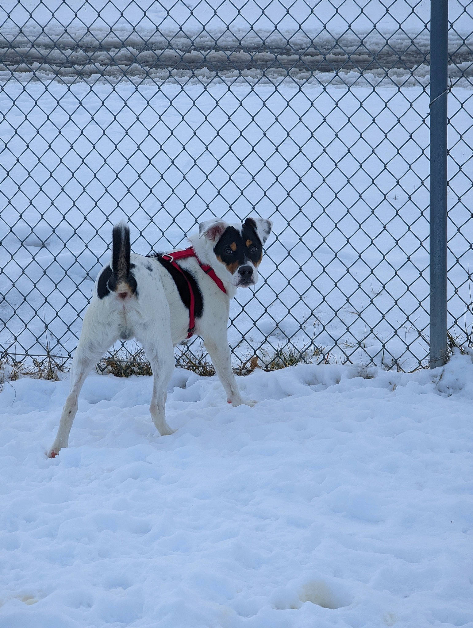 Oreo joined the competition — help win amazing prizes! ball, carnivore, chain_link_fencing, collar, companion_dog, composite_material, dog, dog_breed, dog_collar, dog_supply, fence, freezing, mesh, net, pet_supply, snow, sports_equipment, tail, winter, wire_fencing