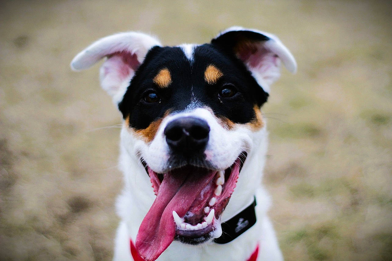 Oreo joined the competition — help win amazing prizes! canidae, carnivore, collar, companion_dog, dog, dog_breed, dog_clothes, dog_collar, dog_supply, fashion_accessory, fur, grass, happy, leash, plant, snout, sporting_group, whiskers, working_animal, working_dog