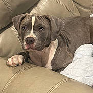 Jax is registered to the contest to win money with this photo: dog, puppy, gray, white, leather_couch, blanket, indoor, pet, canine, relaxed, fur, paw, ears, nostrils, face, animal, resting, comfort, home, seated