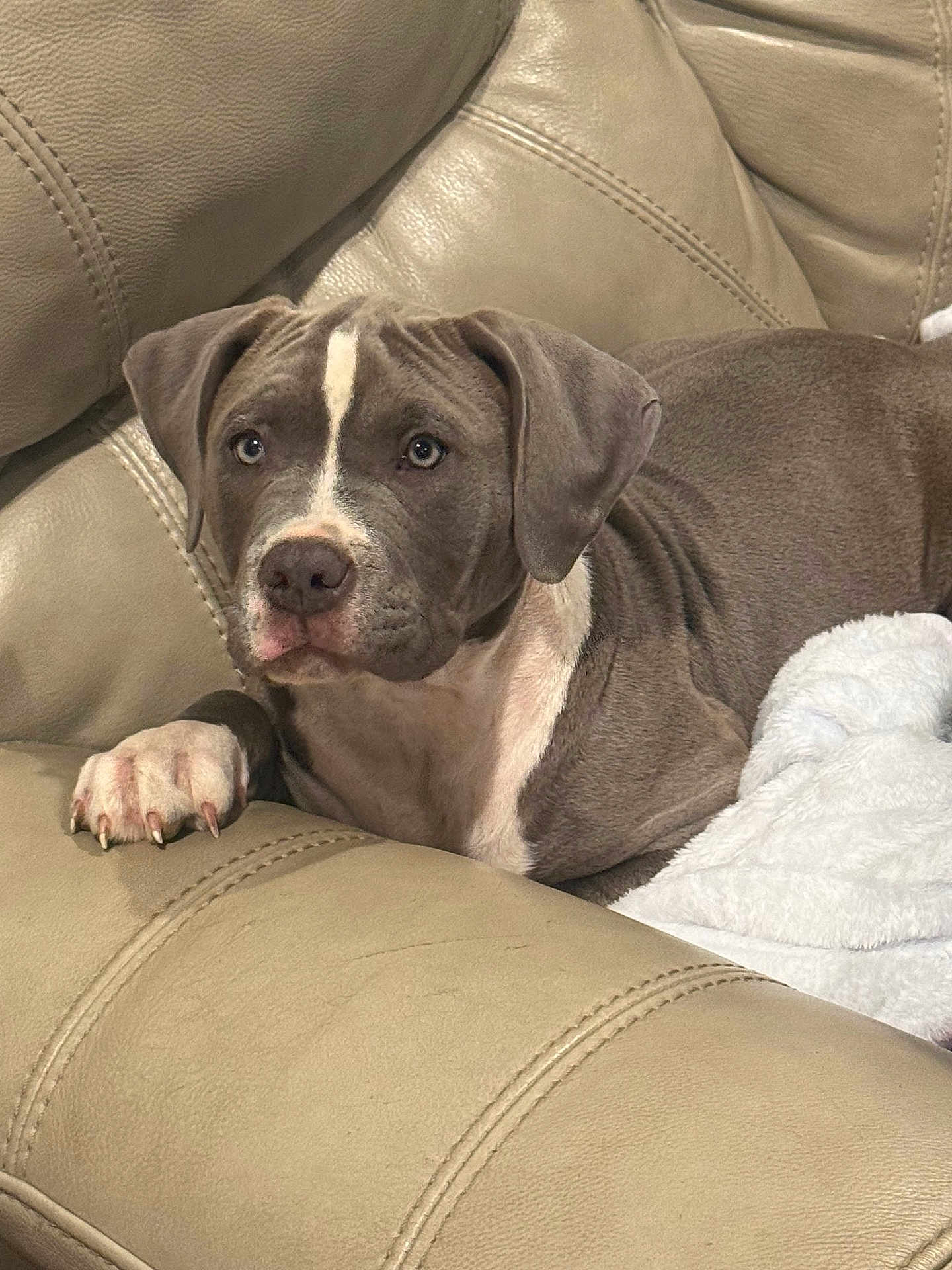 Jax is registered to the contest to win money with this photo: dog, puppy, gray, white, leather_couch, blanket, indoor, pet, canine, relaxed, fur, paw, ears, nostrils, face, animal, resting, comfort, home, seated