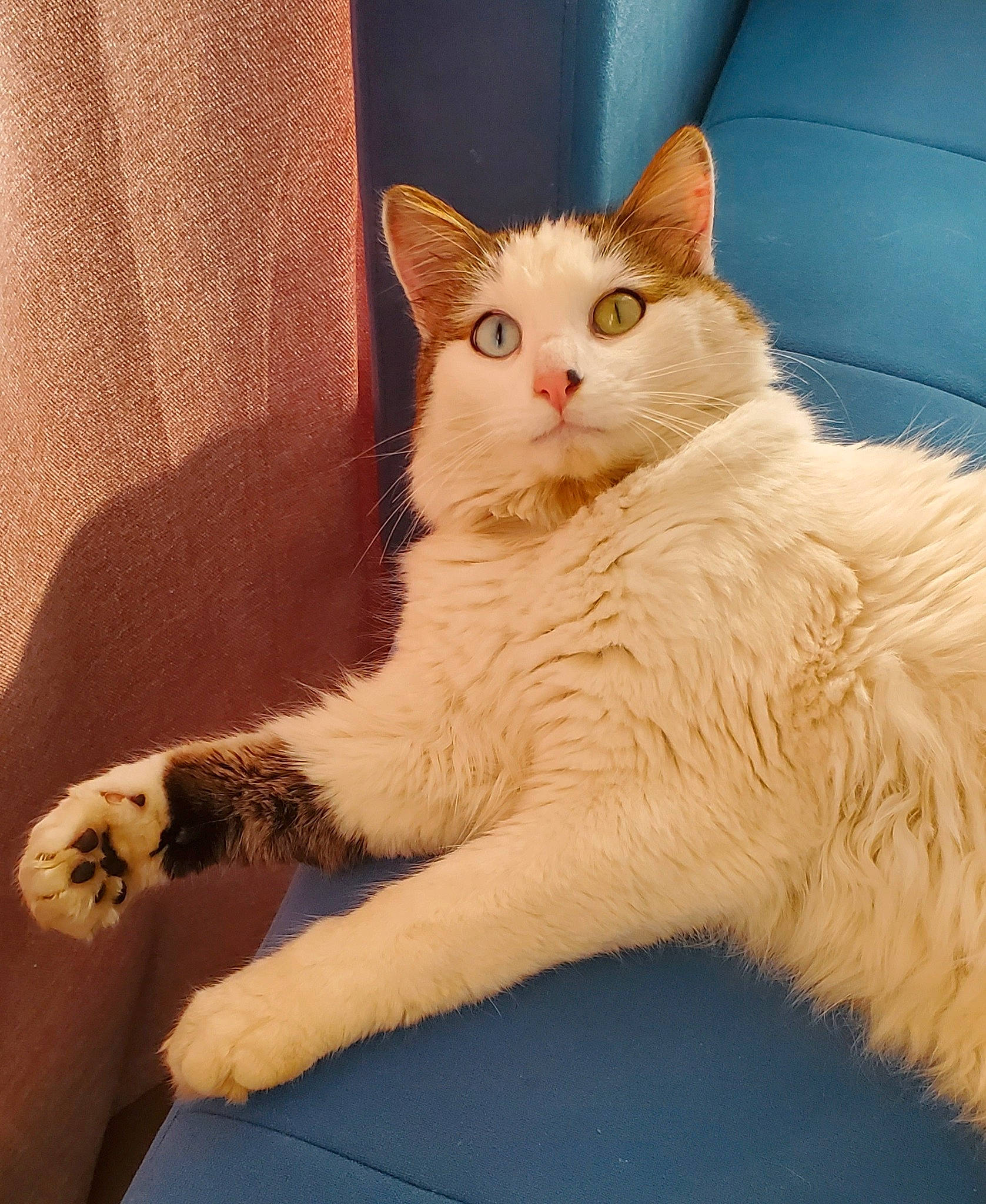 Tilt a rejoint le concours — aidez-le/la à gagner de superbes lots ! carnivore, cat, cat_supply, claw, comfort, couch, domestic_short_haired_cat, fawn, felidae, foot, fur, head, nap, paw, sitting, small_to_medium_sized_cats, snout, tail, whiskers, window