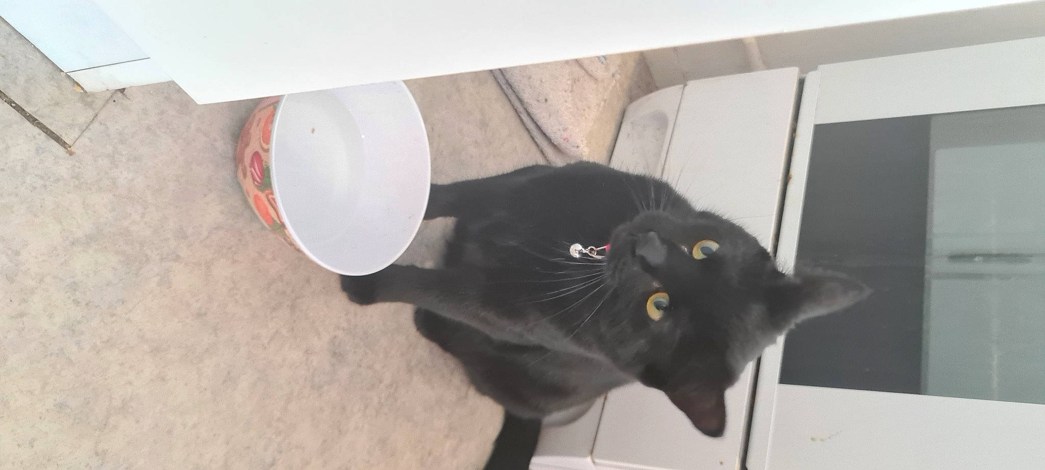 Charlie a rejoint le concours — aidez-le/la à gagner de superbes lots ! black_cat, carnivore, cat, circle, domestic_short_haired_cat, felidae, flooring, fur, room, small_to_medium_sized_cats, tail, terrestrial_animal, whiskers