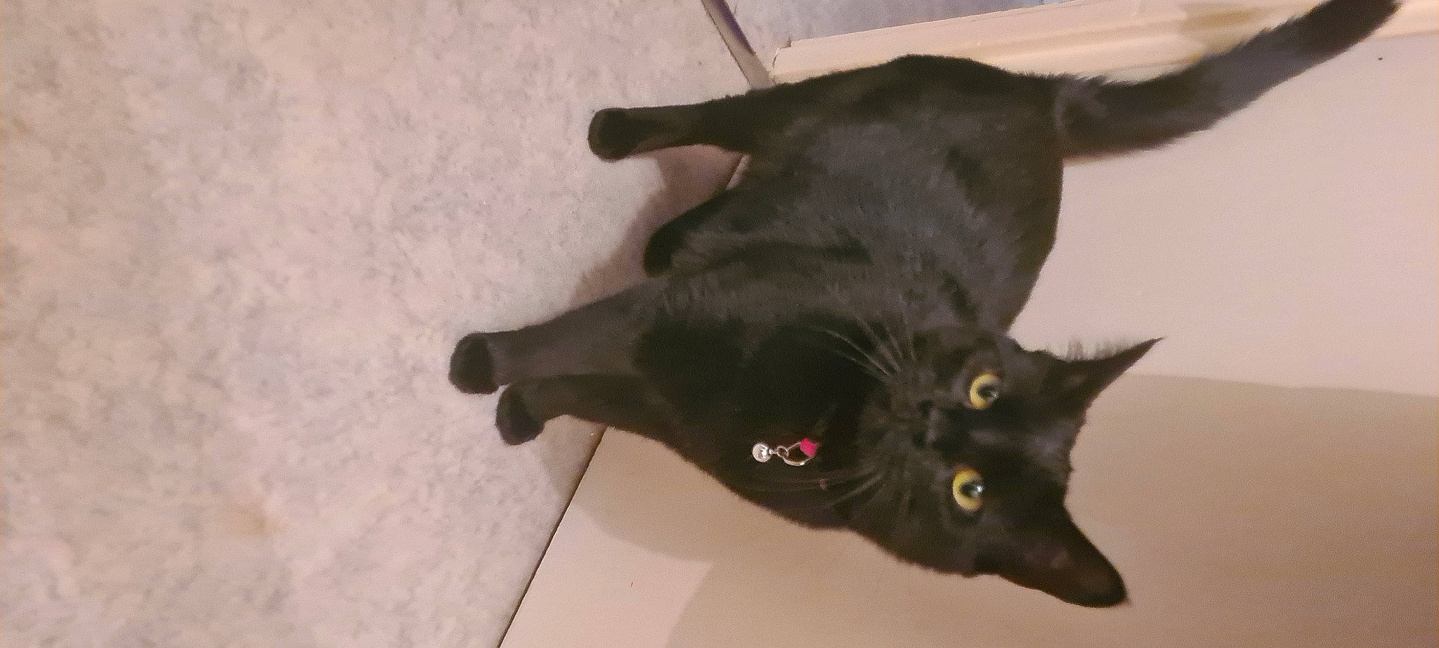 Charlie participe au concours pour gagner de l'argent avec cette photo : balance, black_cat, bombay, carnivore, cat, claw, dog_breed, domestic_short_haired_cat, felidae, flooring, fur, paw, small_to_medium_sized_cats, snout, tail, terrestrial_animal, whiskers