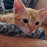 Peanut is registered to the contest to win money with this photo: kitten, orange_cat, blanket, arm, resting, indoor, cozy, pet, feline, close_up, soft_texture, sleepy, cute, companion, domestic_animal, young_cat, relaxing, fur, whiskers, curious