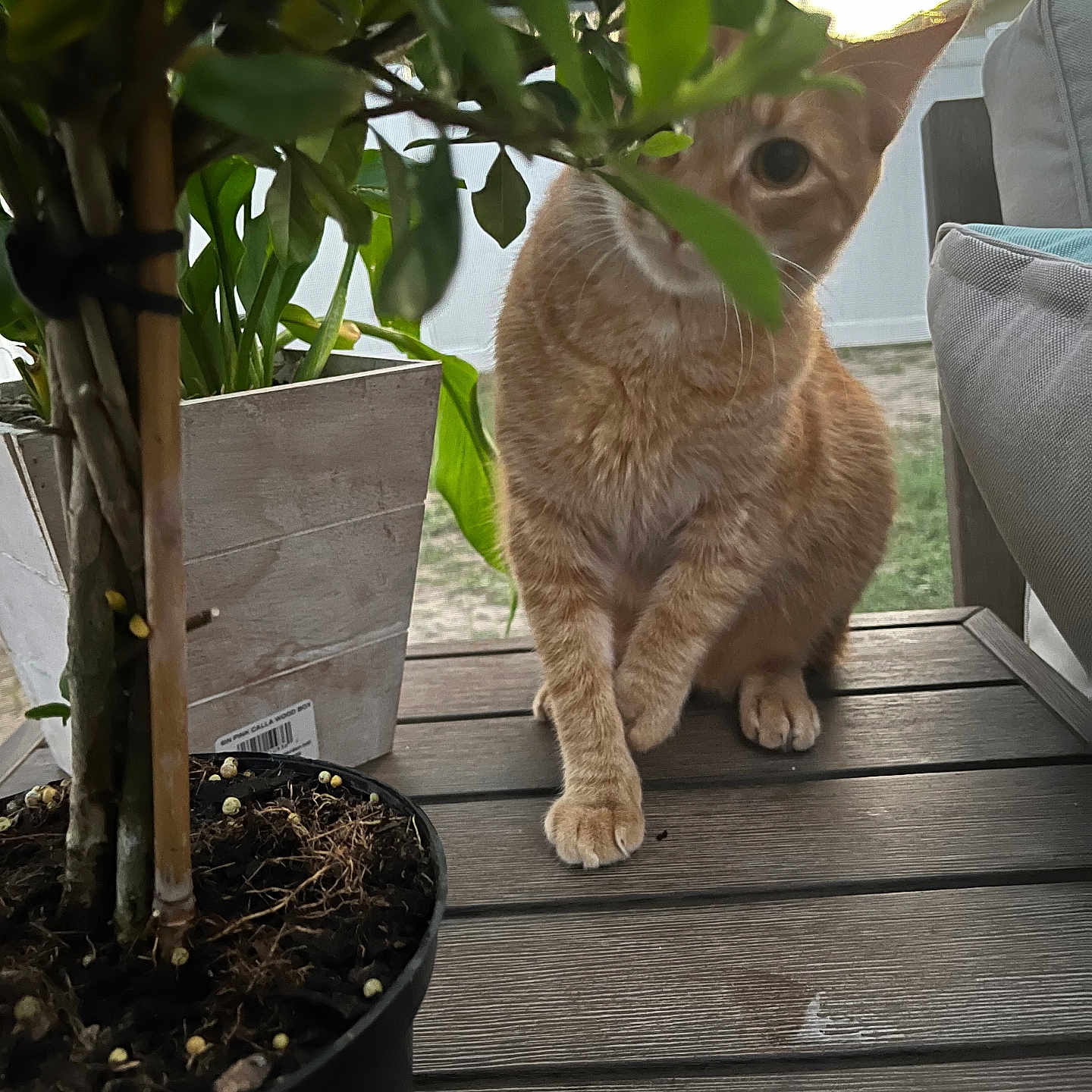 Peanut is registered to the contest to win money with this photo: cat, orange_tabby, plant, leaves, wooden_table, outdoor, potted_plant, curious, pet, feline, greenery, nature, domestic_animal, table, wood, animal, closeup, sitting, daylight, home