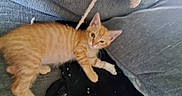 Peanut joined the competition — help win amazing prizes! kitten, cat, orange_tabby, couch, cushion, pet, indoor, furniture, sleepy, relaxed, feline, young_animal, domestic_animal, cozy, resting, paw, whiskers, ears, fur, home