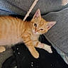 kitten, cat, orange_tabby, couch, cushion, pet, indoor, furniture, sleepy, relaxed, feline, young_animal, domestic_animal, cozy, resting, paw, whiskers, ears, fur, home