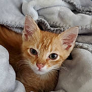 Peanut joined the competition — help win amazing prizes! kitten, orange_cat, blanket, cozy, soft, fur, pet, animal, cute, indoor, resting, young, small, comfort, warm, eyes, face, whiskers, ears, nest