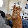 Peanut joined the competition — help win amazing prizes! cat, ginger_cat, pet, indoor, couch, furniture, living_room, door, mirror, towels, ladder, wood_floor, curious, looking_back, whiskers, ears, feline, yellow_eyes, home, relaxation