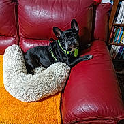 Jade participe au concours pour gagner de l'argent avec cette photo : dog, french_bulldog, pet_bed, red_couch, orange_blanket, leather_furniture, bookshelf, plush_toy, indoor, floor, curious, sitting, black_dog, cozy, pet, home, animal, fur, relaxed, ears