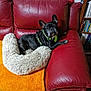 dog, french_bulldog, pet_bed, red_couch, orange_blanket, leather_furniture, bookshelf, plush_toy, indoor, floor, curious, sitting, black_dog, cozy, pet, home, animal, fur, relaxed, ears