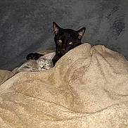 Binx And Ash joined the competition — help win amazing prizes! animal, black_cat, blanket, cat, cats, comfort, cozy, cute, eyes, feline, fur, indoor, kitten, pet, relaxation, resting, sleeping, snuggling, soft, warm