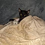 animal, black_cat, blanket, cat, cats, comfort, cozy, cute, eyes, feline, fur, indoor, kitten, pet, relaxation, resting, sleeping, snuggling, soft, warm