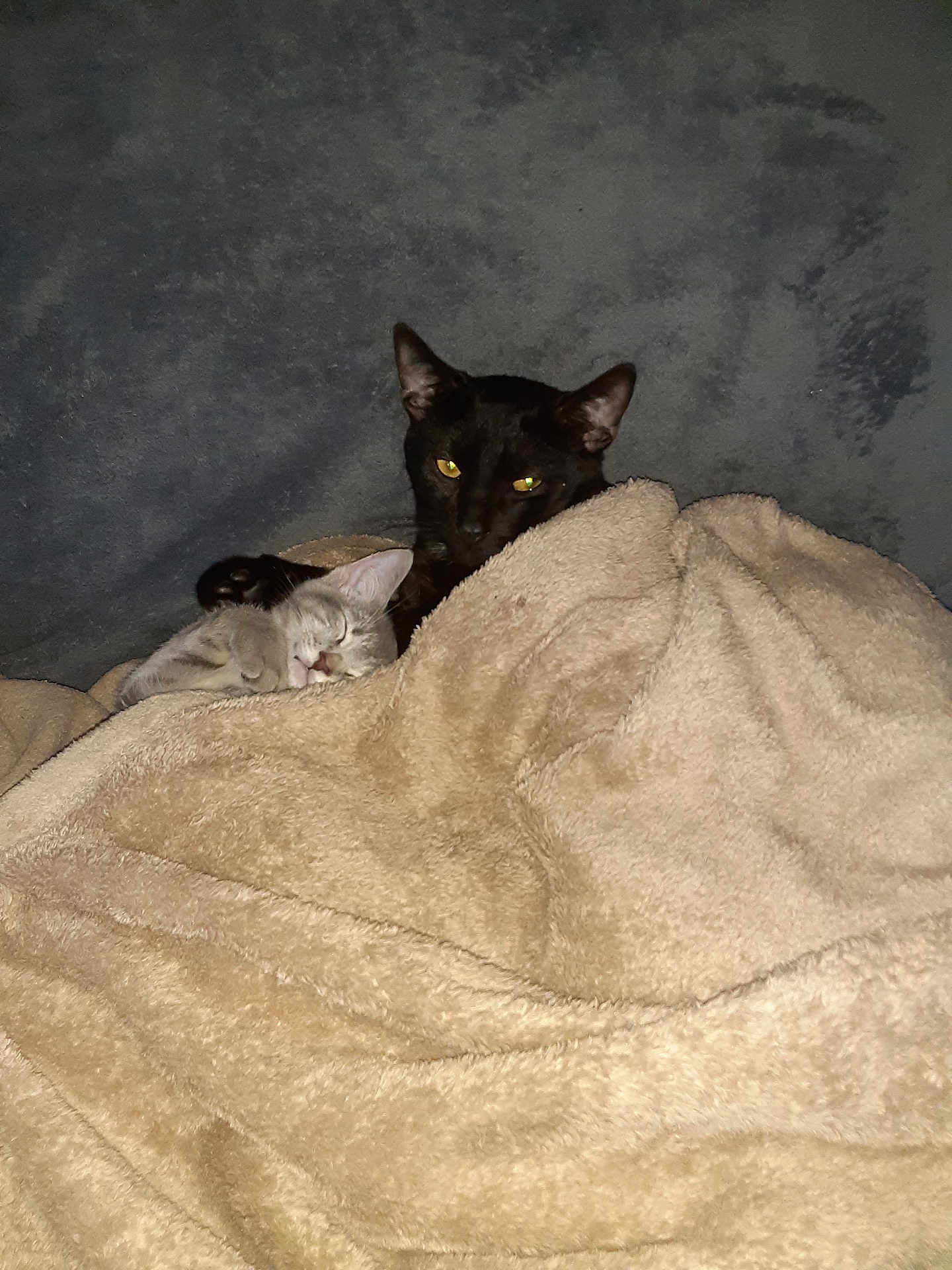 Binx And Ash