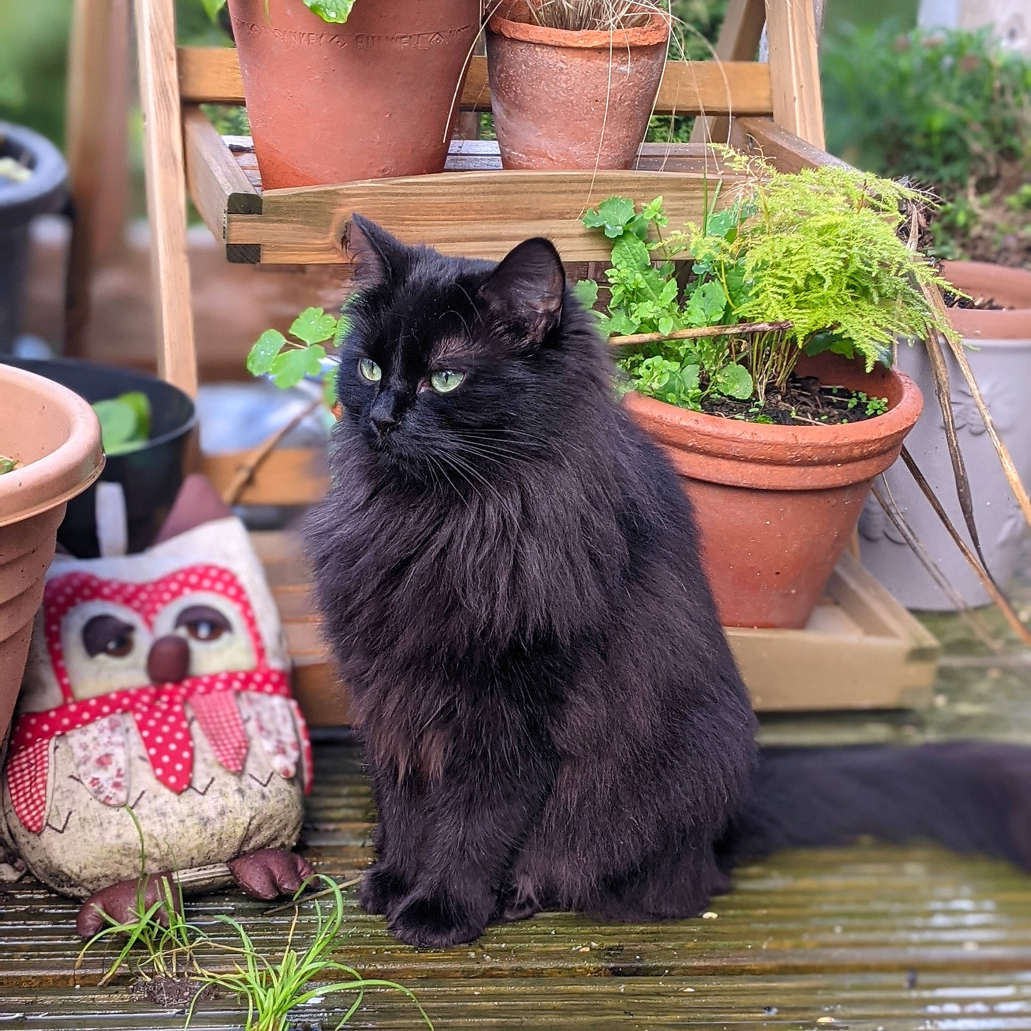 Ada is registered to the contest to win money with this photo: bird_of_prey, black_cat, carnivore, cat, ceramic, earthenware, felidae, flowerpot, fur, great_horned_owl, herb, houseplant, interior_design, organism, owl, pottery, small_to_medium_sized_cats, stuffed_toy, vertebrate, whiskers