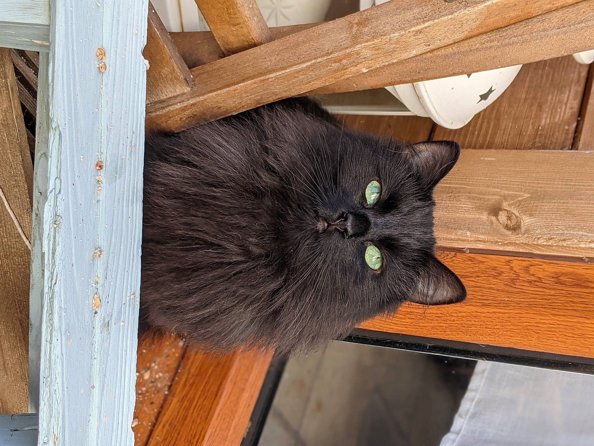 Ada is registered to the contest to win money with this photo: beige, black_cat, brown, carnivore, cat, fawn, felidae, fur, hardwood, lumber, plank, plywood, small_to_medium_sized_cats, snout, tan, varnish, vertebrate, whiskers, wood, wood_stain
