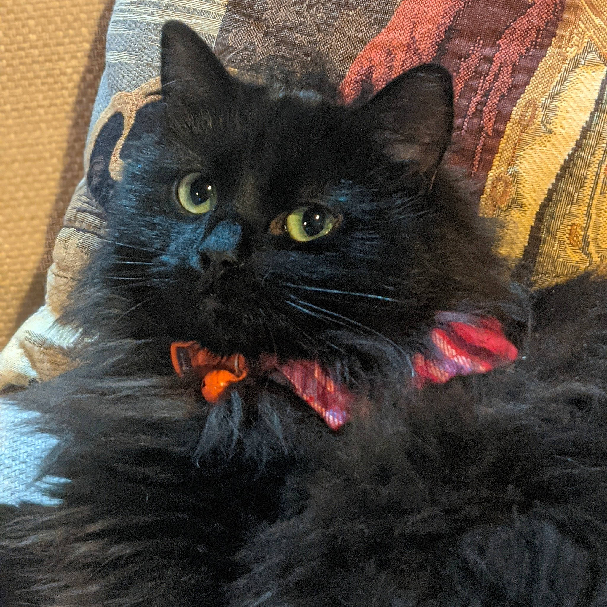 Ada is registered to the contest to win money with this photo: black_cat, carnivore, cat, felidae, fur, natural_material, small_to_medium_sized_cats, snout, terrestrial_animal, vertebrate, whiskers