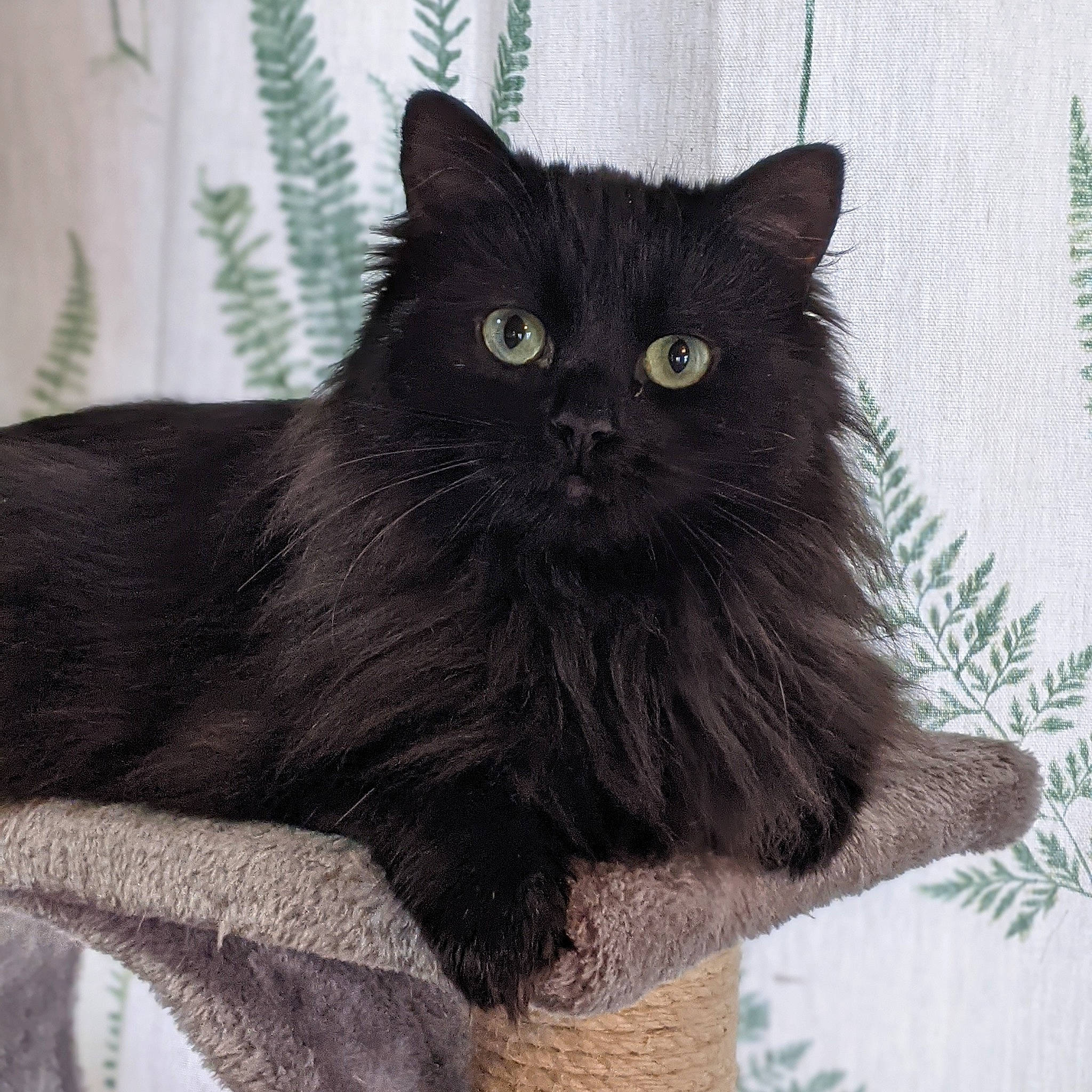 Ada joined the competition — help win amazing prizes! asian_semi_longhair, black_cat, british_semi_longhair, carnivore, cat, domestic_long_haired_cat, felidae, fur, iris, liver, organism, small_to_medium_sized_cats, snout, terrestrial_animal, vertebrate, whiskers