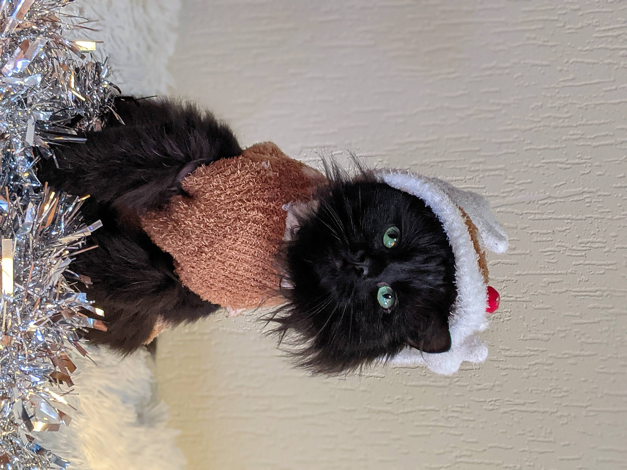 Ada is registered to the contest to win money with this photo: cat, collar, conifer, felidae, fir, fur, natural_material, pet_supply, pine, small_to_medium_sized_cats, snout, snow, whiskers