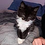 Boots is registered to the contest to win money with this photo: kitten, cat, black_and_white, furry, pet, indoor, blanket, pillow, cozy, cute, animal, soft_texture, resting, young, domestic, feline, whiskers, paw, human_hand, bedroom